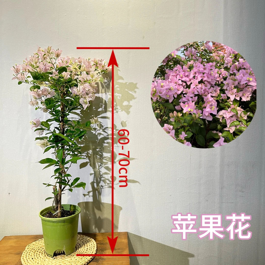 【苹果花】三角梅带花盆栽带花原盆原土勤花推荐可庭院阳台
