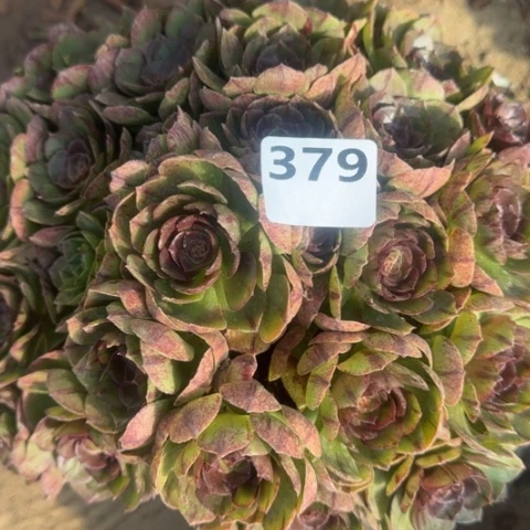 小****y法师万拉丝18-40