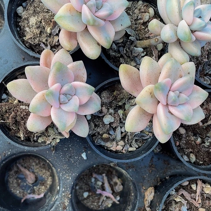 美杏锦2.8带盆土
