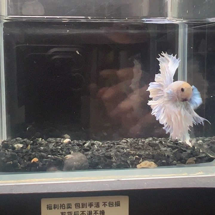 斗鱼一单包邮4日33