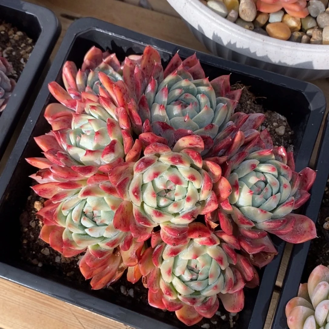 一物一拍多肉植物-下滑链接更多品种选择