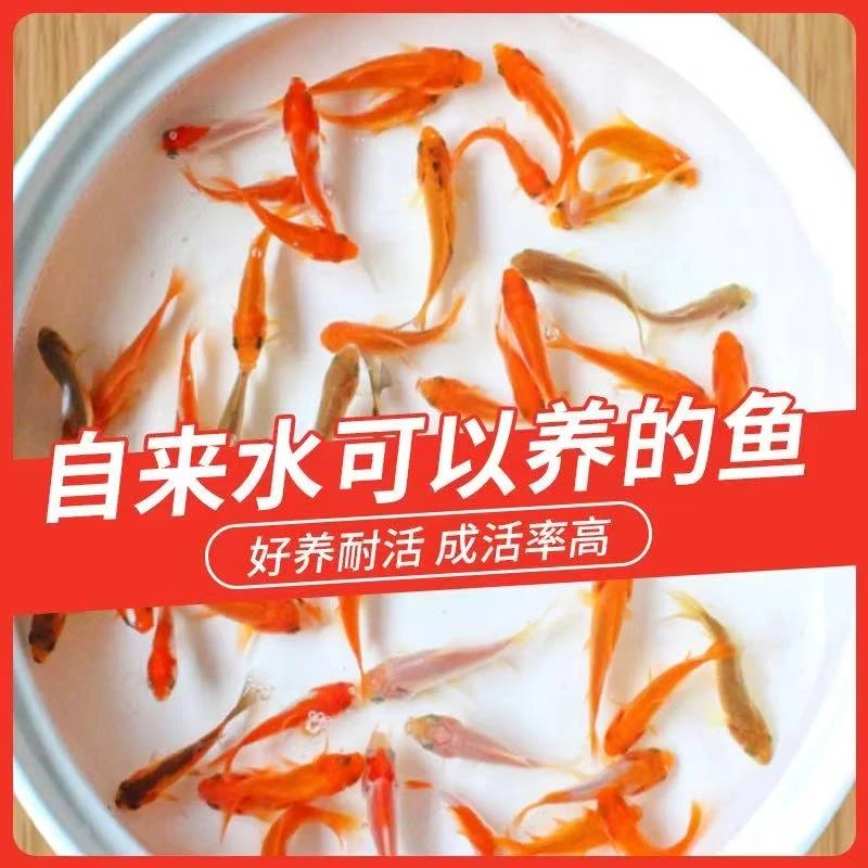 【5-7cm】精品烈焰红草金鱼22条好养耐活观赏鱼超萌