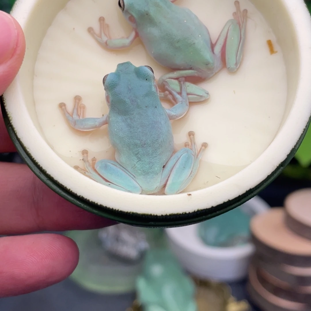 Y***°老爷树蛙打包2只蓝