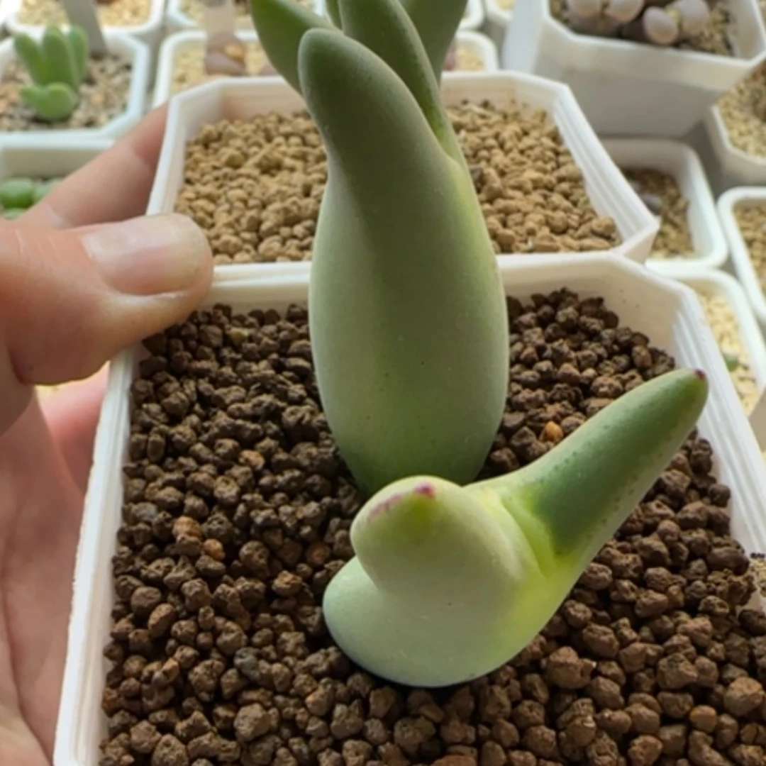 【闪购商品】小*子0216补差之前