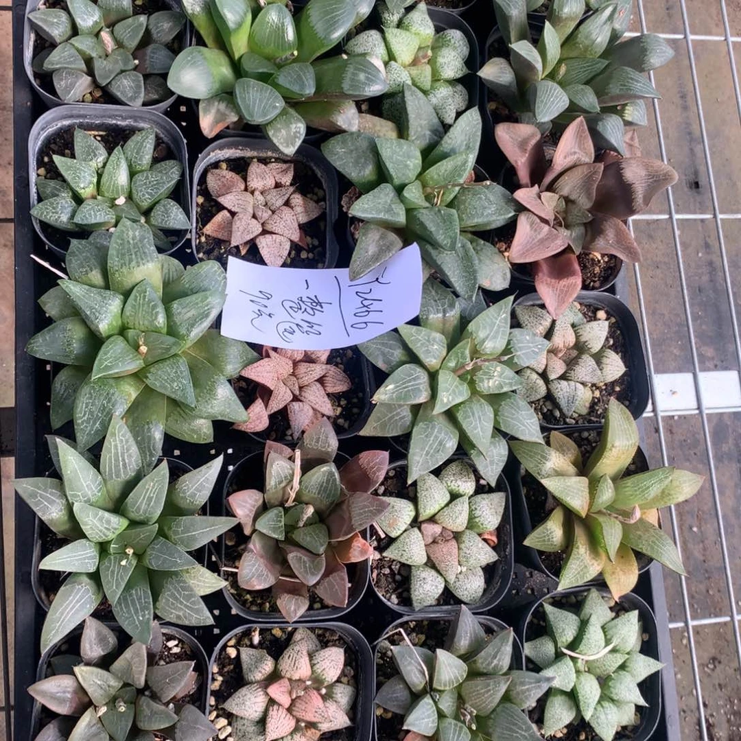 2466。   一整筐福利。