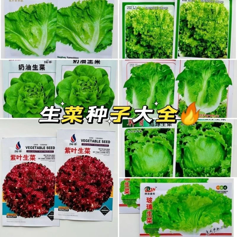 生菜种子大全组阳台盆栽菜园四季蔬菜种子奶油生菜紫生菜玻璃生菜