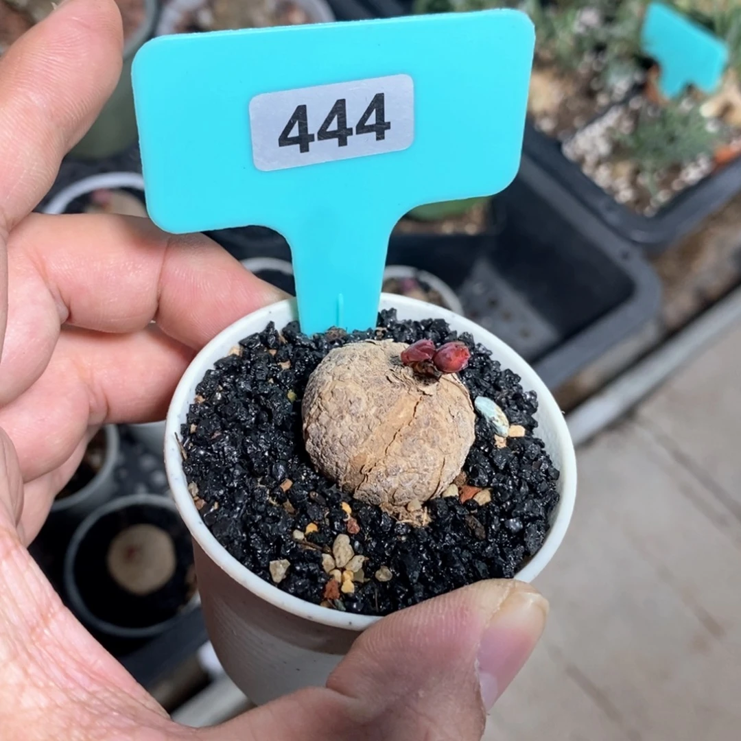 玫瑰大戟多肉植物