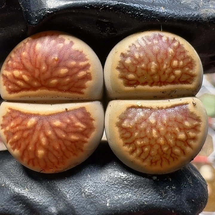 生石花111111。  133