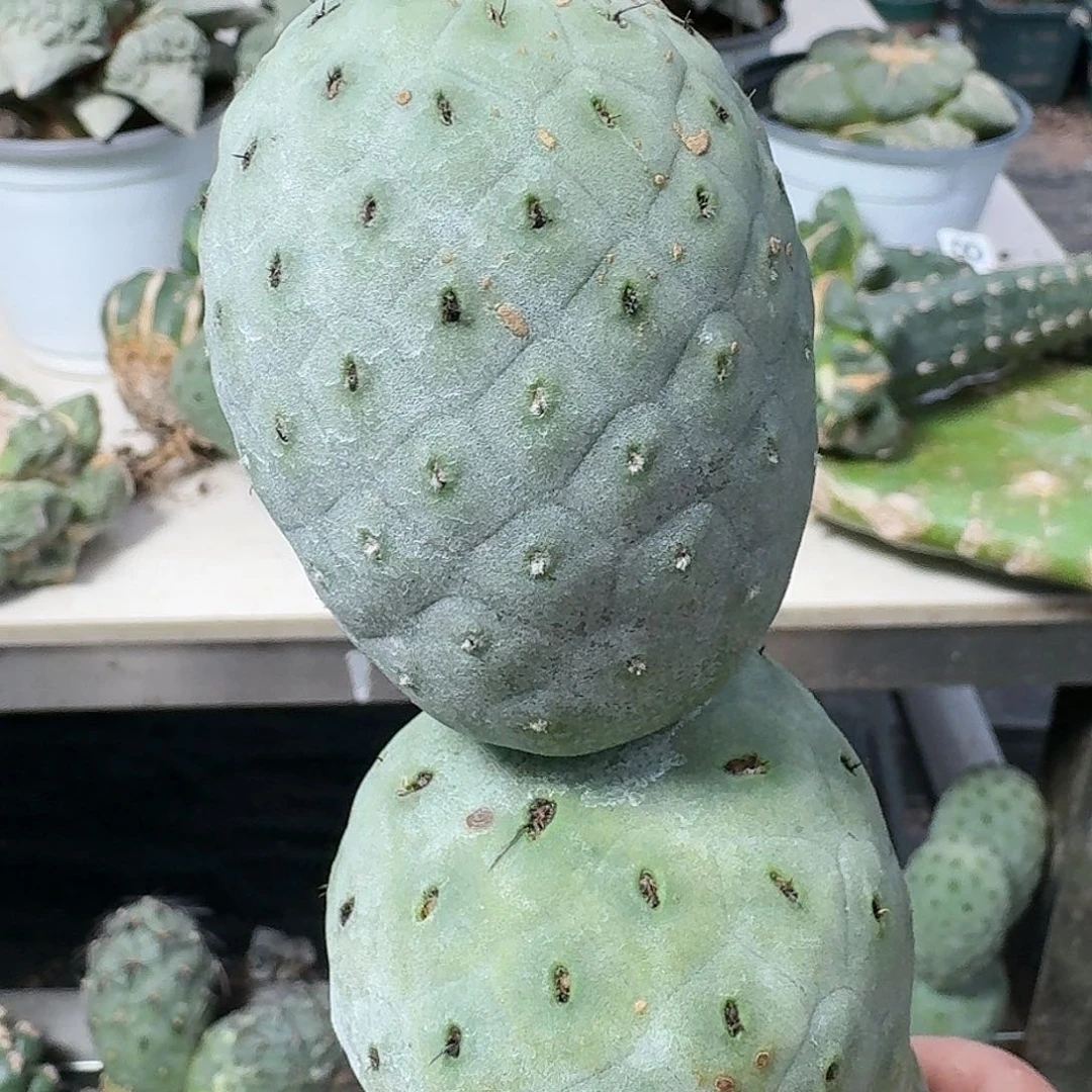 【闪购商品】无花朵双头大型绿皮洞洞524
