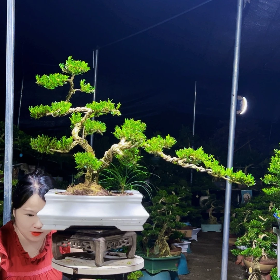 无花朵黄杨木