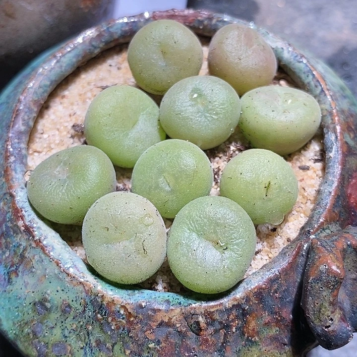 单头孔卡佛一颗。