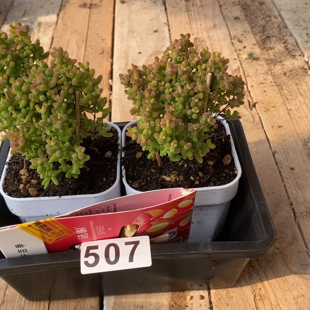 枝干番杏多肉植物507