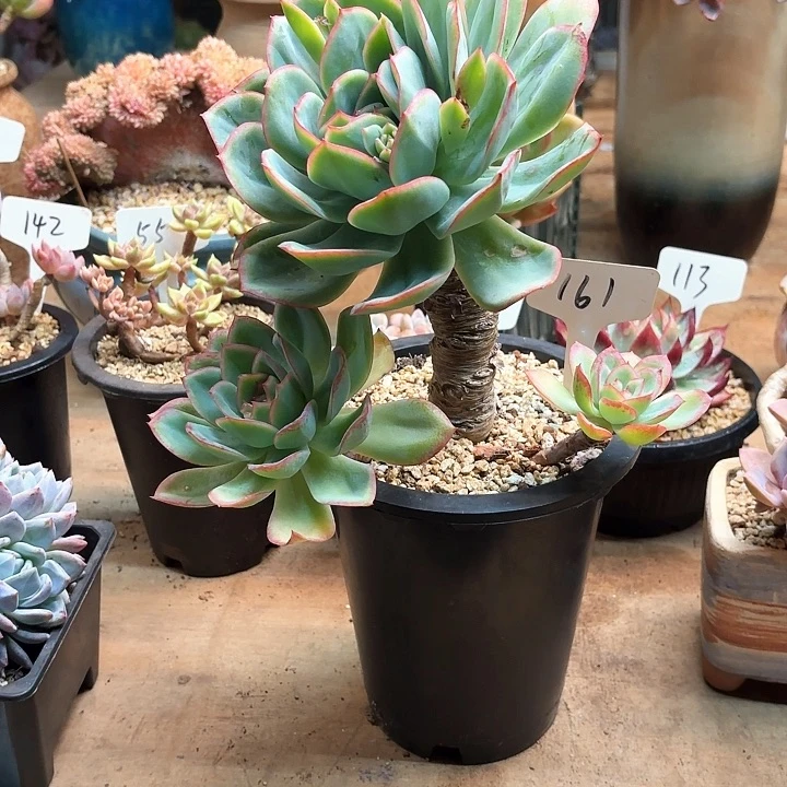 多肉植物，晨露161号