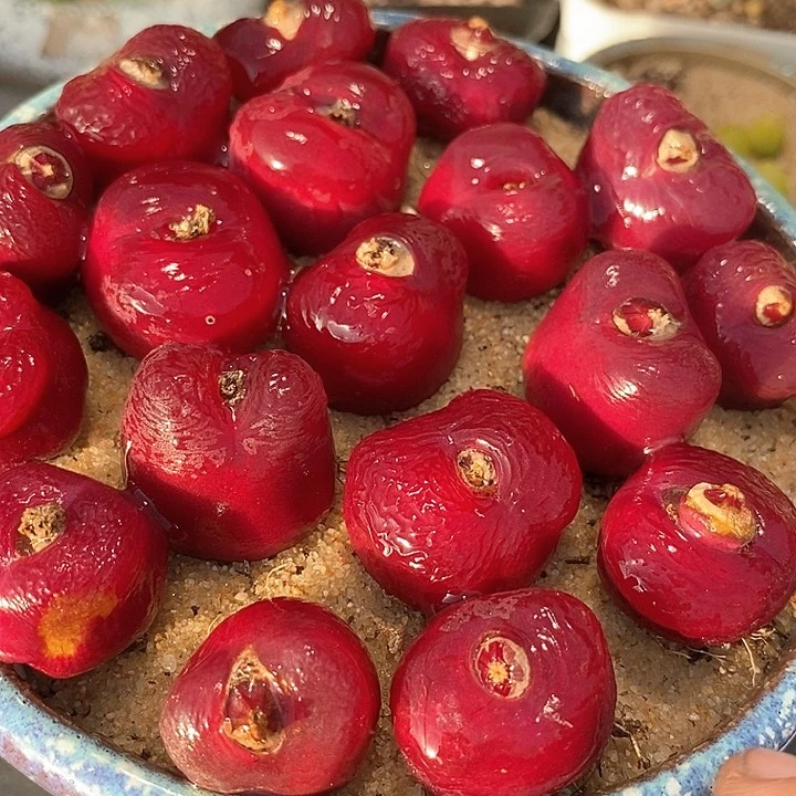 韩版蟠桃一颗   买3送1