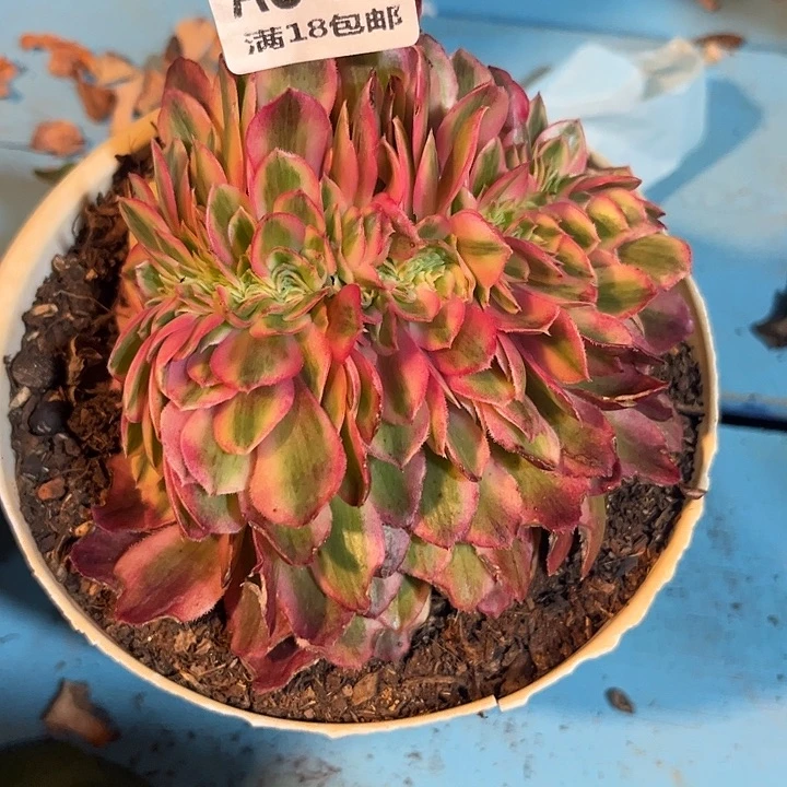 李****6040倾城缀多肉植物