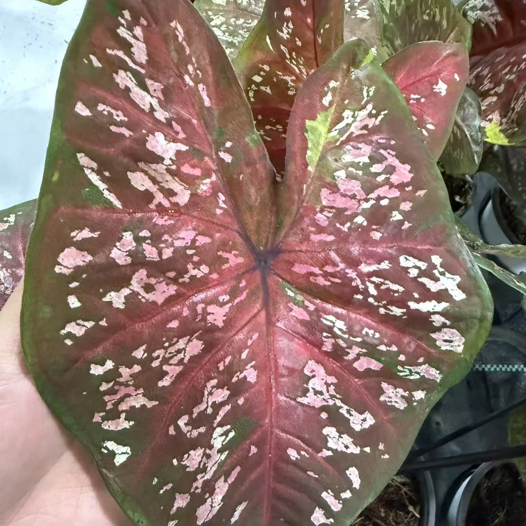 【幻彩】彩叶芋网红ins风室内盆栽彩叶观叶类懒人植物