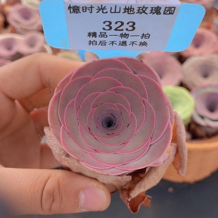 山地玫瑰323裸根发货不售后