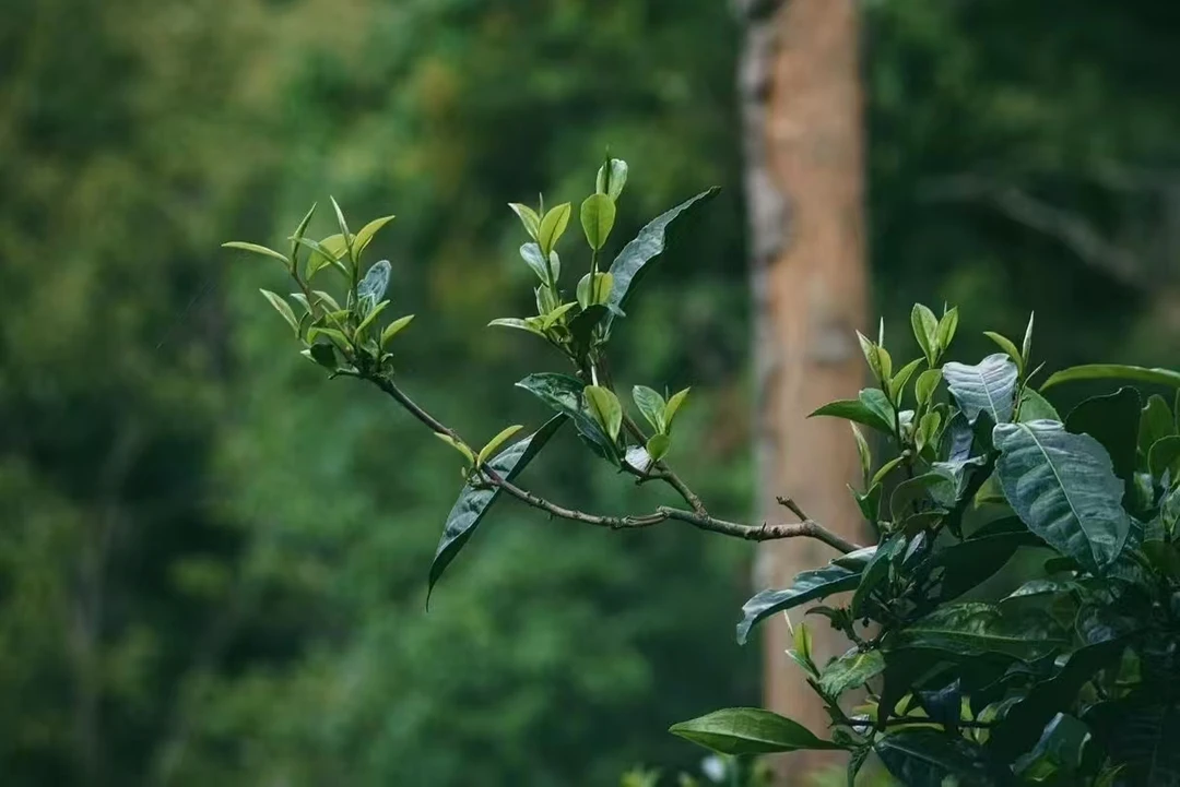 【溢家好茶】优选中老期普洱茶 （以主播介绍为准） 通用链接  B