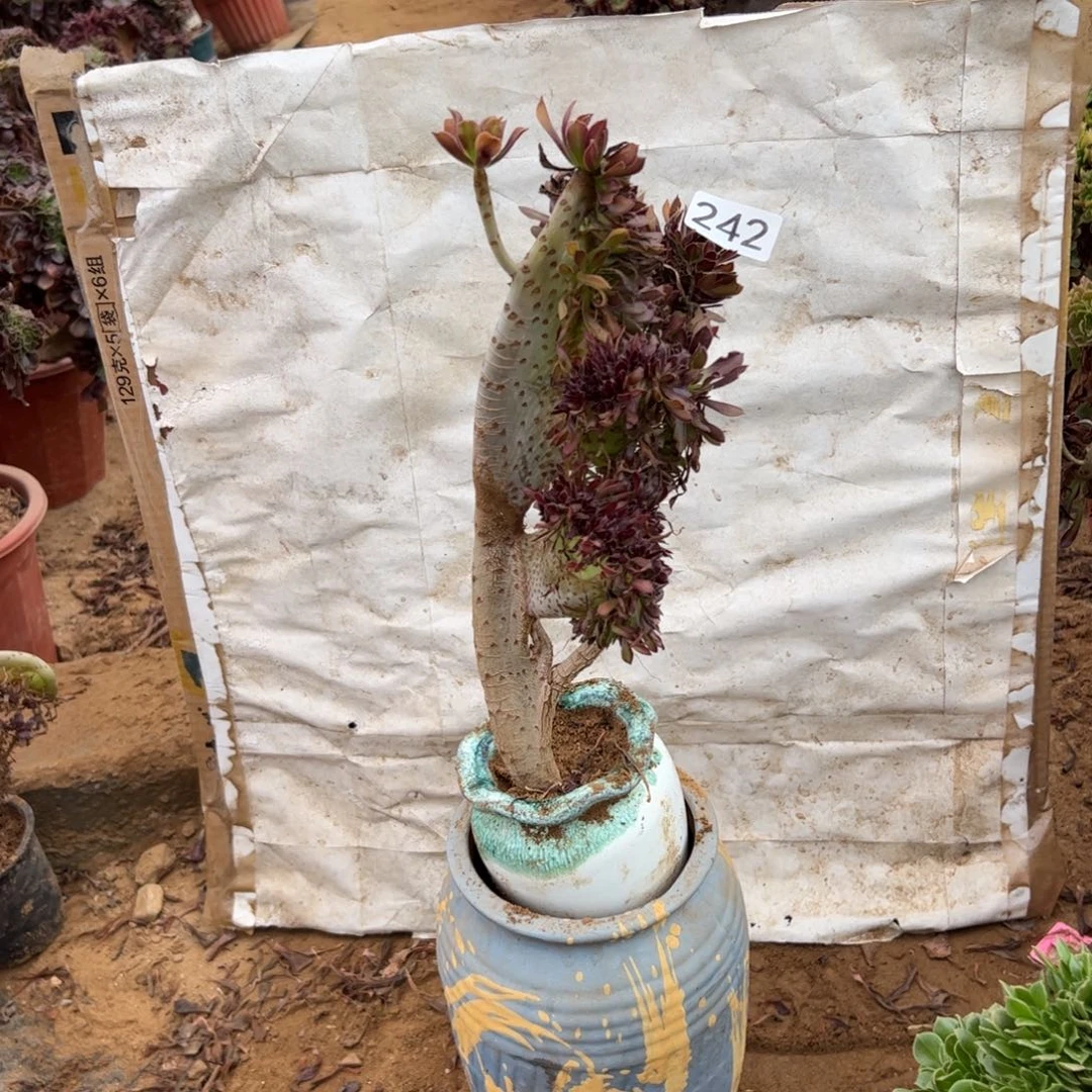 黑缀242满28包邮啦