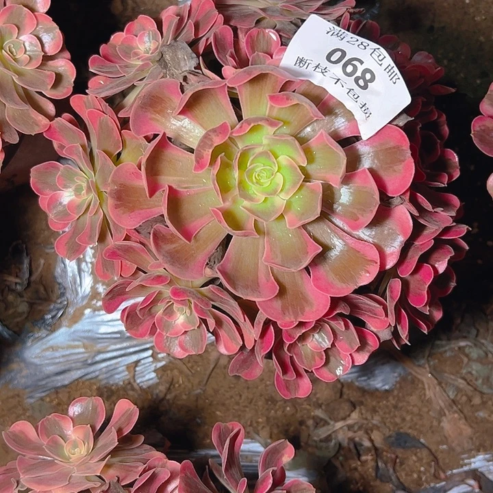 068爱神多肉植物保护