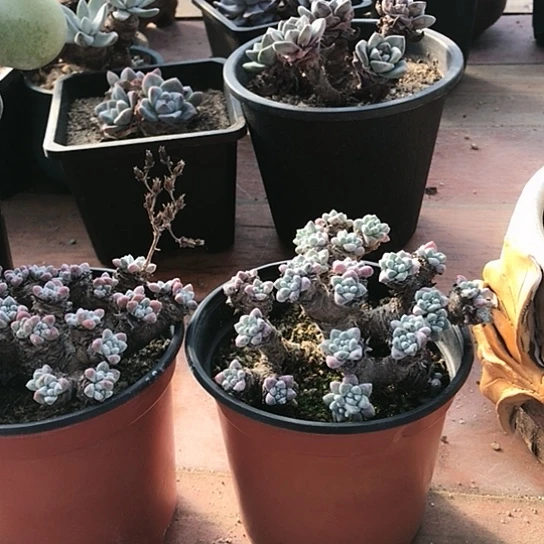 Z*格诺马仙女棒仙女棒