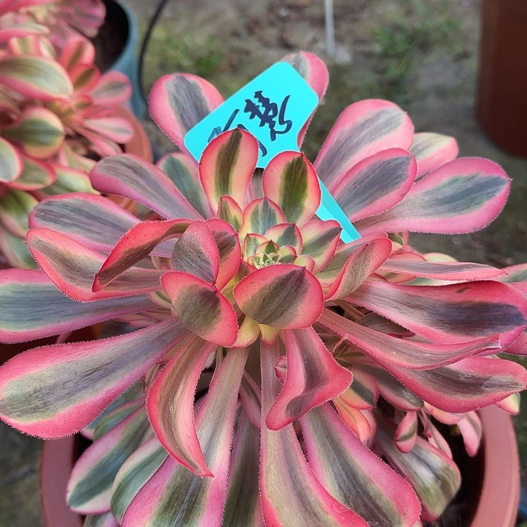 阿*多肉植物初恋阿惠