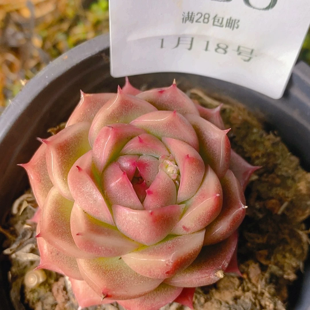 【闪购商品】云580