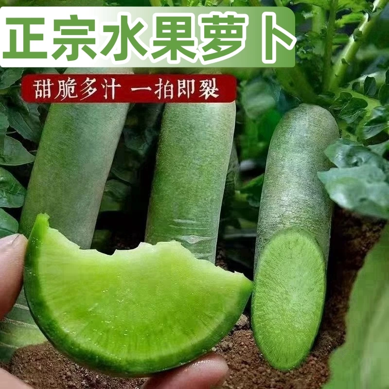 【夏农惠】正宗山东水果萝卜农家自种青萝卜保甜微辣新鲜发货