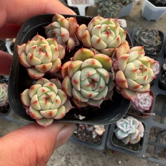 243笨吧多肉植物多