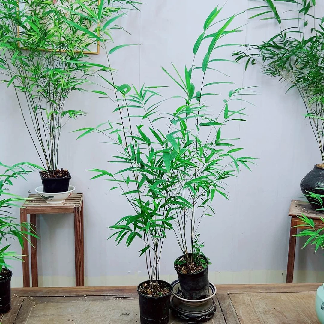 不开花植物内门竹