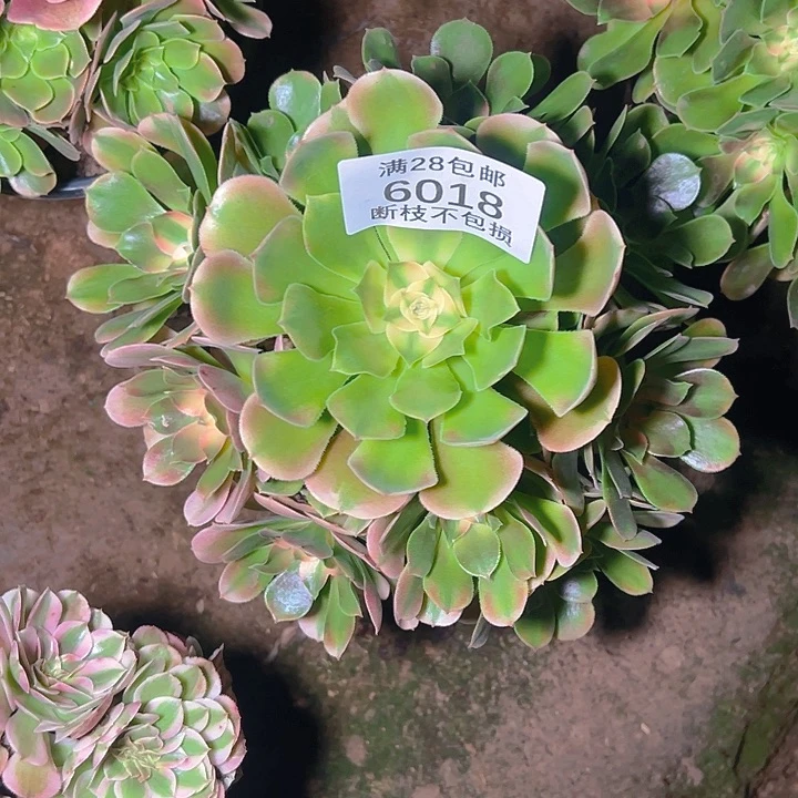 6018香妃多肉植物