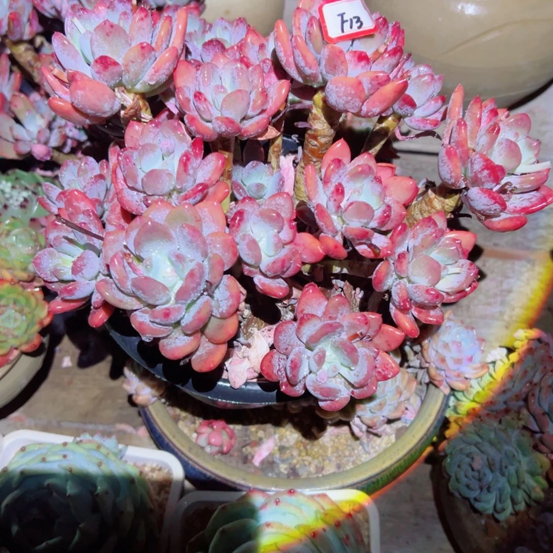 忆***Y精品多肉植物老桩