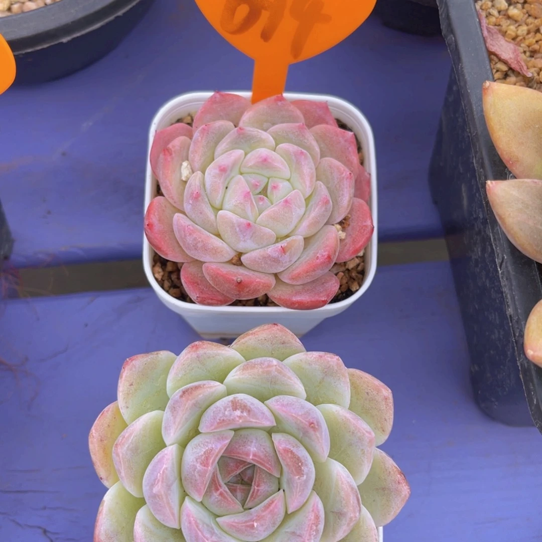 心****师694号两个666