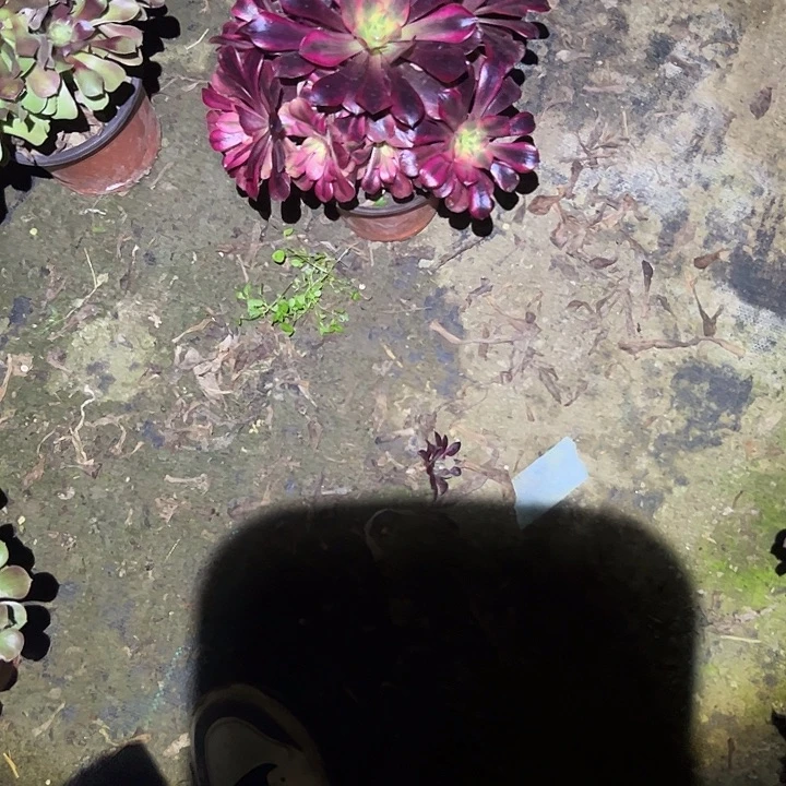 不包侧枝一物一拍81