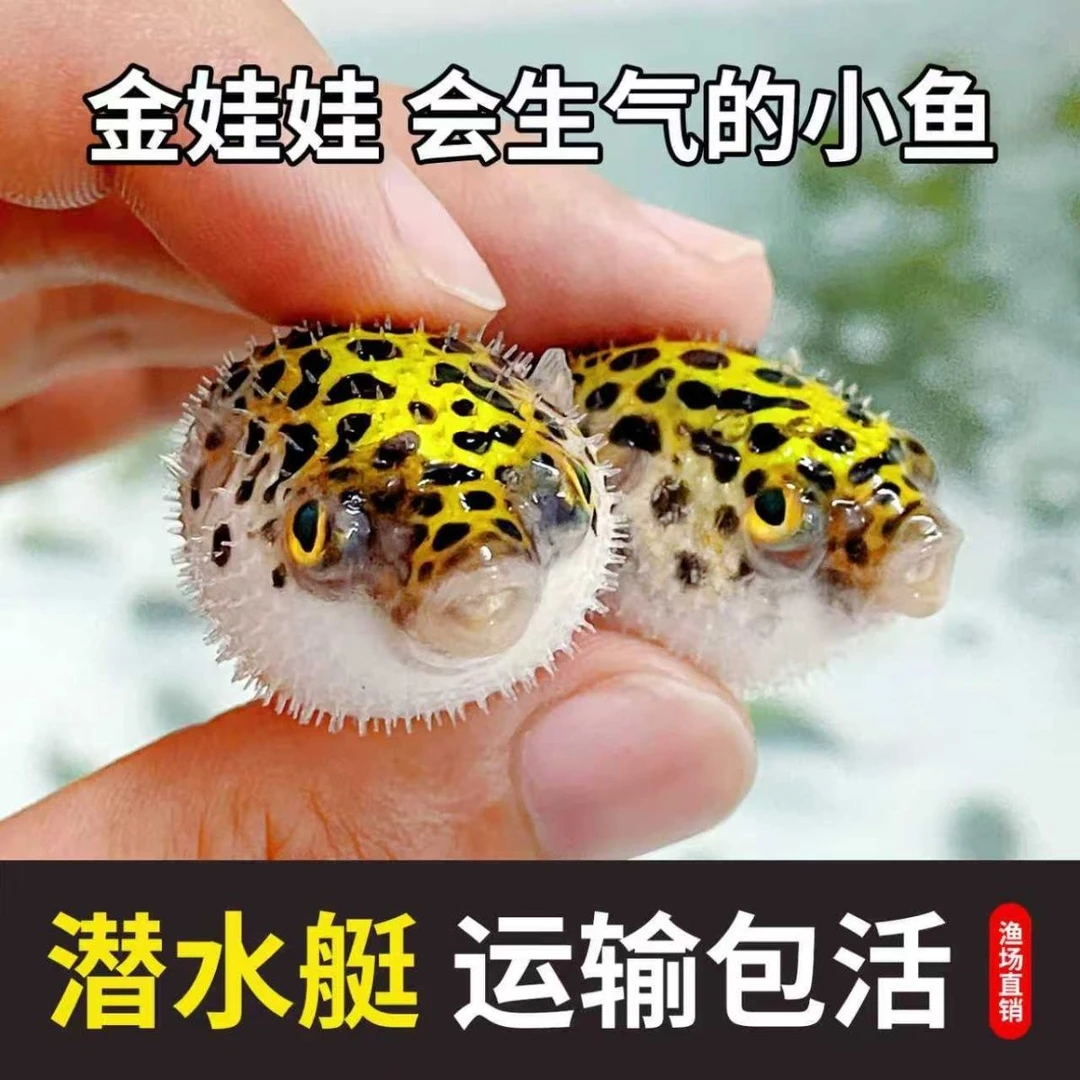 淡水好养活会鼓肚子的金娃娃河豚呆萌可爱活体观赏鱼