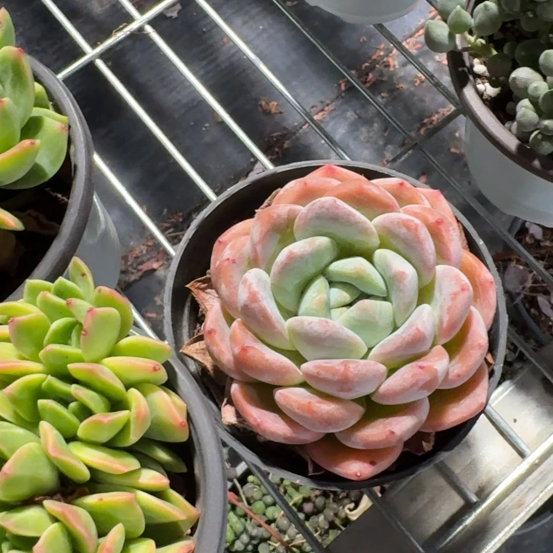 冰糖橙多肉9㎝盆单头