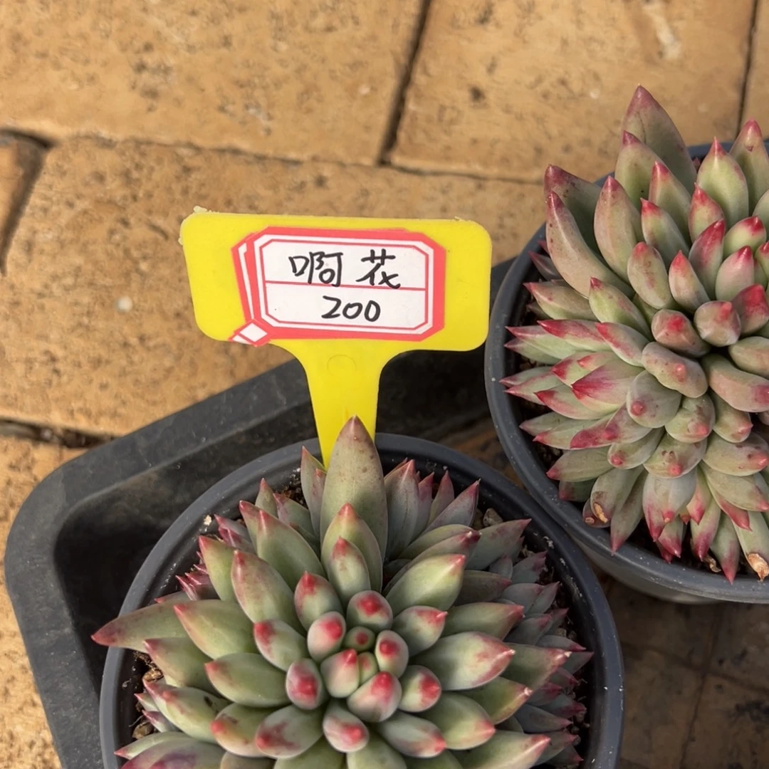 阿***花啊花200。