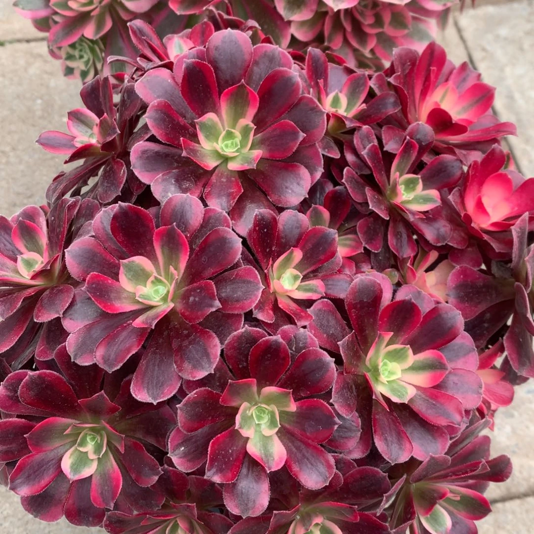 粉女巫40的多肉法师也有小天使