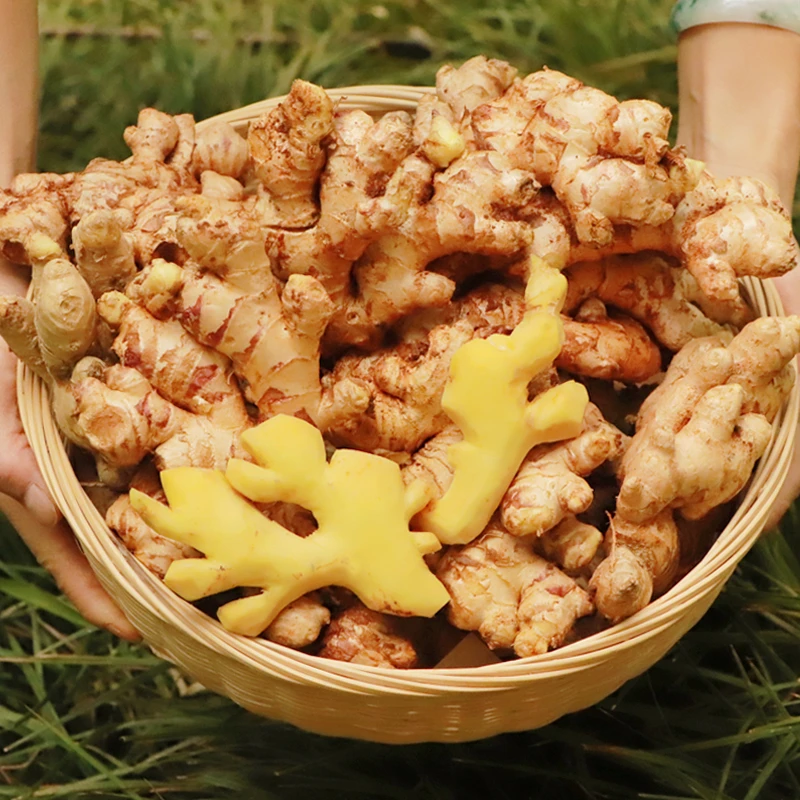 滇鲜生云南小黄姜农家自种产地现挖直发新鲜调味食材食用月子姜