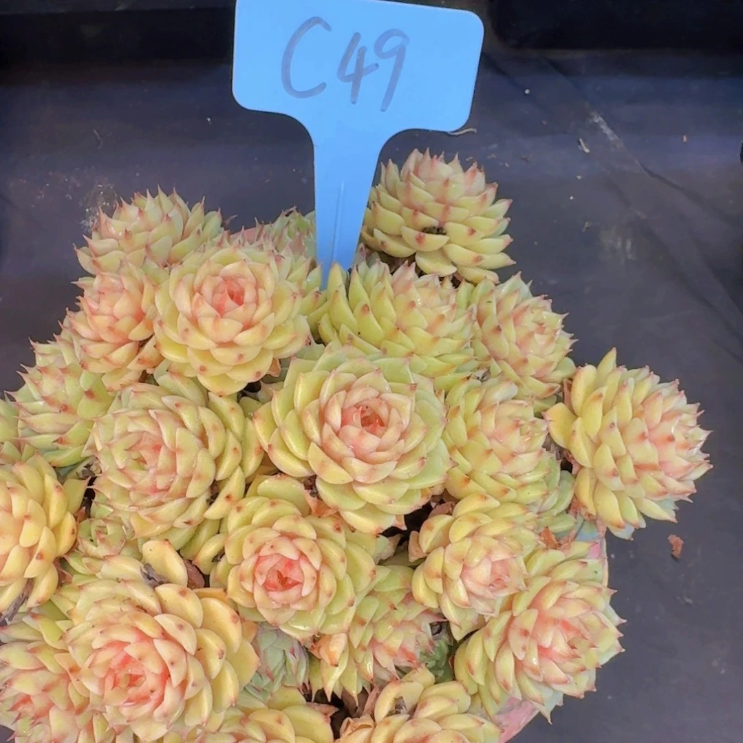 王***玲多肉植物的生长发育和