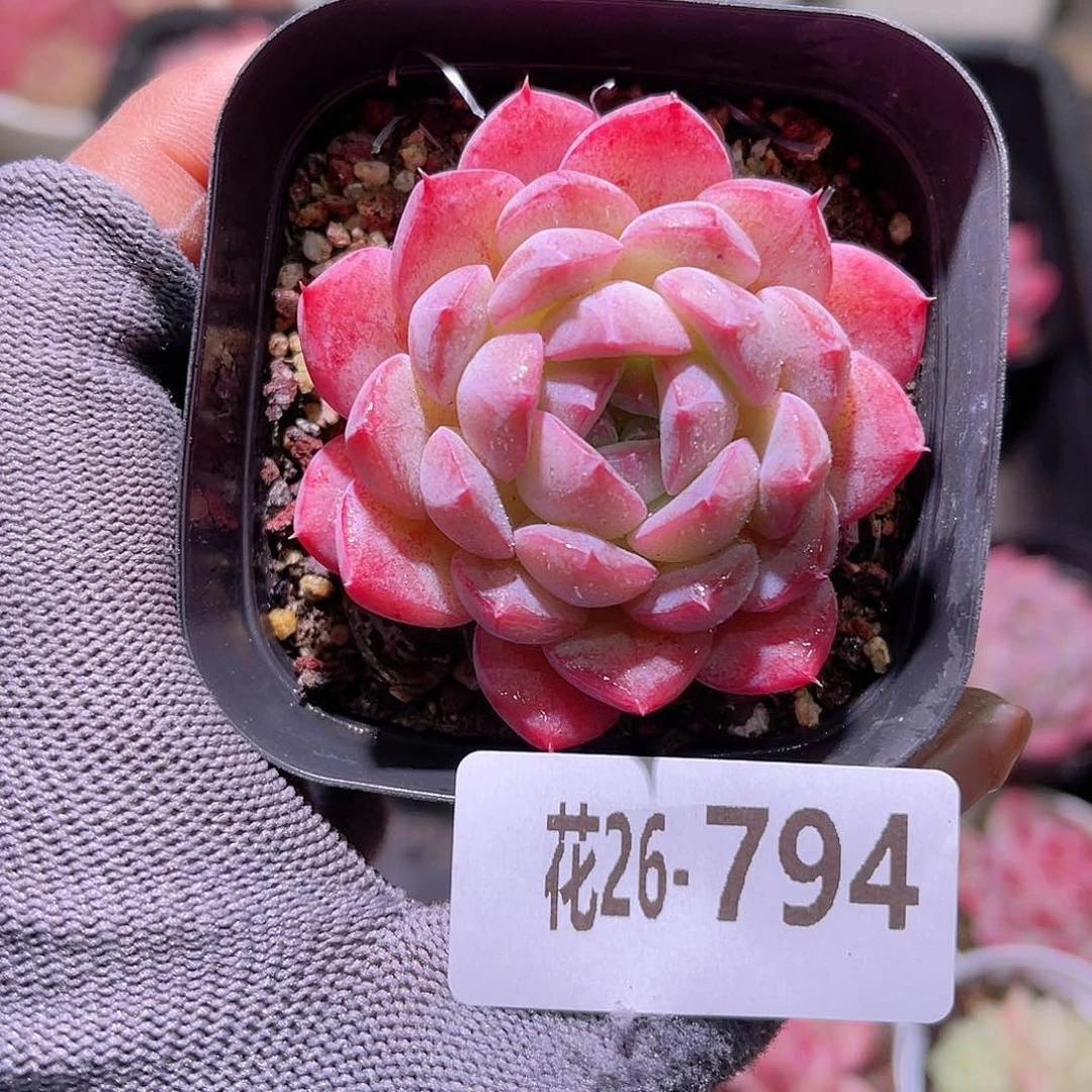 花26-794白桃汽水