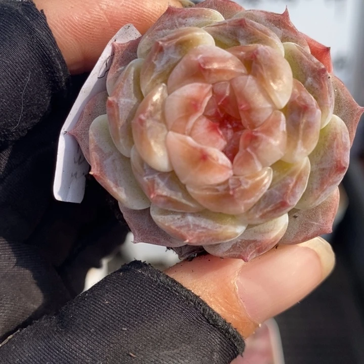 西***花1229-533，冰魄多肉