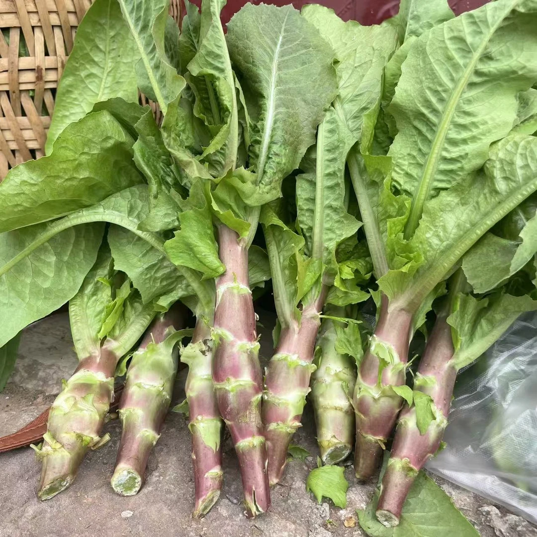 农家露天红皮莴笋莴苣土莴笋莴苣绿肉莴笋莴苣鲜嫩脆甜莴笋莴苣