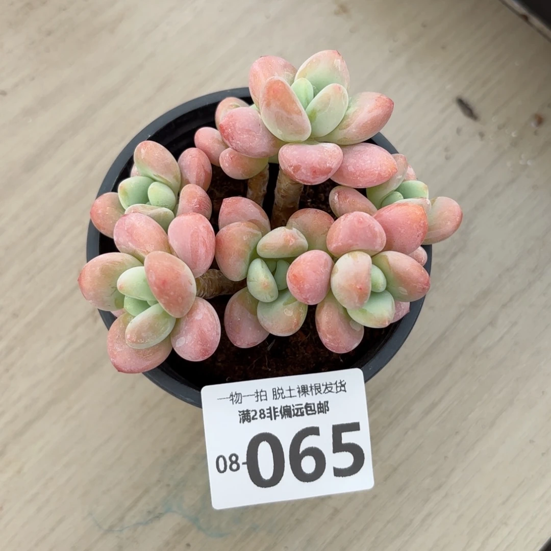 橘子洛神老桩多肉多肉