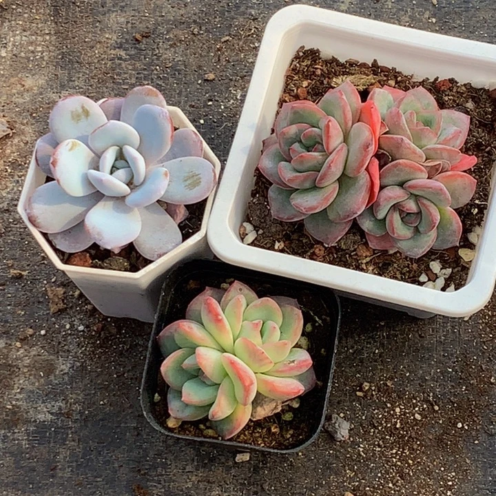 *****泡芙一物一拍  三颗  包邮