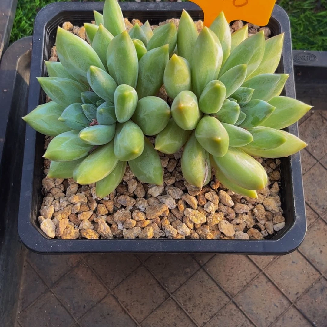 52510下午多肉则群生