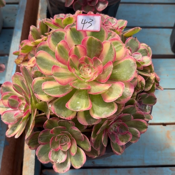 043海王不包化水小损