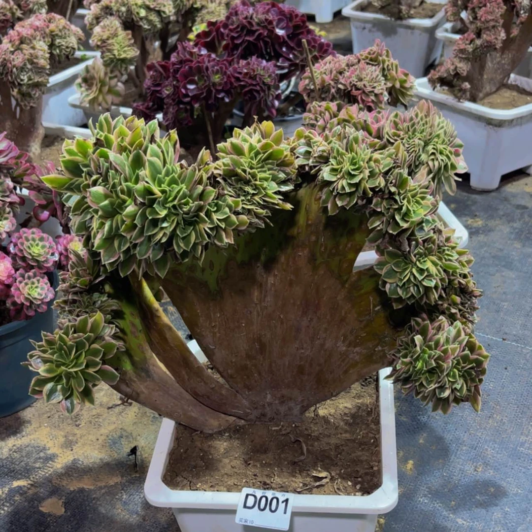 【闪购商品】00100女神缀