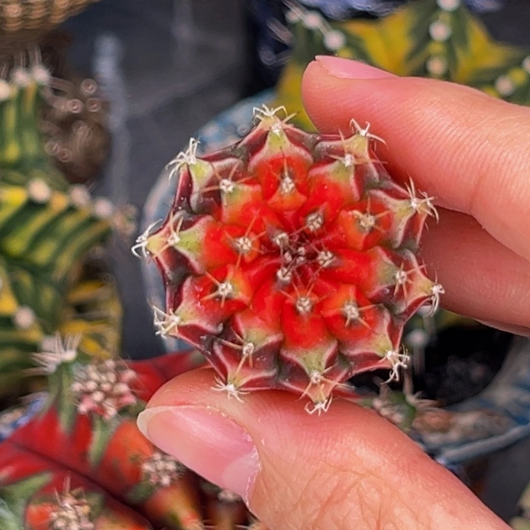 红穹顶 米哈仙人球