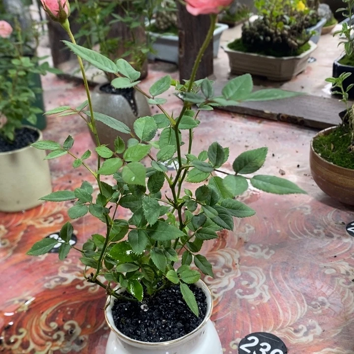 无花朵退款拉黑拉黑34
